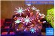 Calvularia papaya fire works 4-6 cm WYSIWYG acclimaté
