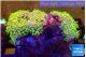 Pachyclavularia neon green 7-12 cm WYSIWYG acclimaté
