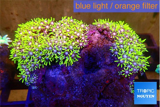 Pachyclavularia neon green 7-12 cm WYSIWYG acclimaté