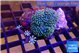 Sarcophyton long polyps 5-8 cm WYSIWYG acclimaté