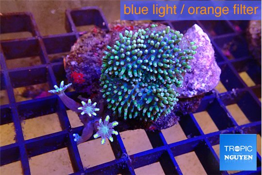 Sarcophyton long polyps 5-8 cm WYSIWYG acclimaté