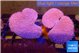 Sarcophyton multi body long white tips polyps 7-12 cm WYSIWYG acclimaté