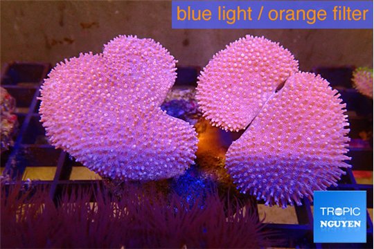 Sarcophyton multi body long white tips polyps 7-12 cm WYSIWYG acclimaté