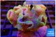 Sarcophyton neon green polyps 7-14 cm WYSIWYG acclimaté