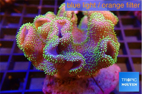 Sarcophyton neon green polyps 7-14 cm WYSIWYG acclimaté