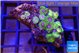 Zoanthus fijii premium 4-5 cm WYSIWYG acclimaté
