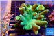 Lobophytum green 8-13 cm WYSIWYG acclimaté