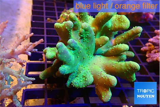 Lobophytum green 8-13 cm WYSIWYG acclimaté