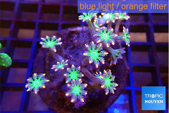 Calvularia papaya fire works 5-8 cm WYSIWYG acclimaté