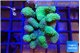 Lobophytum green 7-12 cm WYSIWYG acclimaté