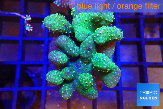 Lobophytum green 7-12 cm WYSIWYG acclimaté