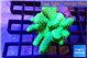 Lobophytum green 5-8 cm WYSIWYG acclimaté