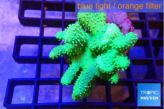 Lobophytum green 5-8 cm WYSIWYG acclimaté