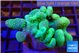 Lobophytum green 7-12 cm WYSIWYG acclimaté