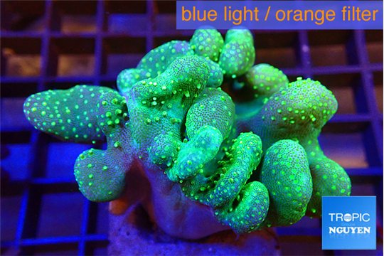 Lobophytum green 7-12 cm WYSIWYG acclimaté