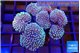 Sarcophyton multi body long white tips polyps 8-14 cm WYSIWYG acclimaté