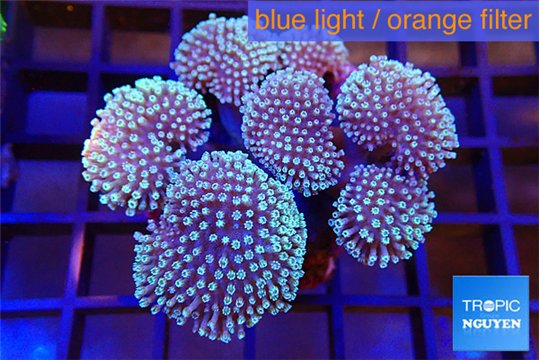 Sarcophyton multi body long white tips polyps 8-14 cm WYSIWYG acclimaté