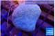 Sarcophyton long polyps 4-7 cm WYSIWYG acclimaté