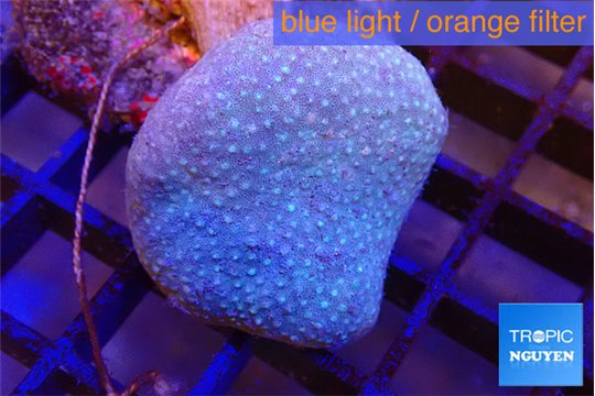 Sarcophyton long polyps 4-7 cm WYSIWYG acclimaté