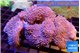 Sarcophyton multi body long white tips polyps 8-14 cm WYSIWYG acclimaté