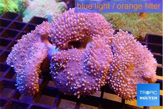 Sarcophyton multi body long white tips polyps 8-14 cm WYSIWYG acclimaté