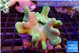 Lobophythum greeny 7-12 cm WYSIWYG acclimaté