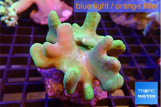 Lobophythum greeny 7-12 cm WYSIWYG acclimaté