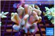 Lobophytum green golden polyps 7-12 cm WYSIWYG acclimaté