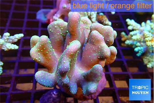 Lobophytum green golden polyps 7-12 cm WYSIWYG acclimaté