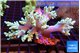 Capnella green 7-12 cm WYSIWYG acclimaté