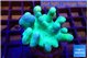 Lobophytum greeny 4-7 cm WYSIWYG acclimaté