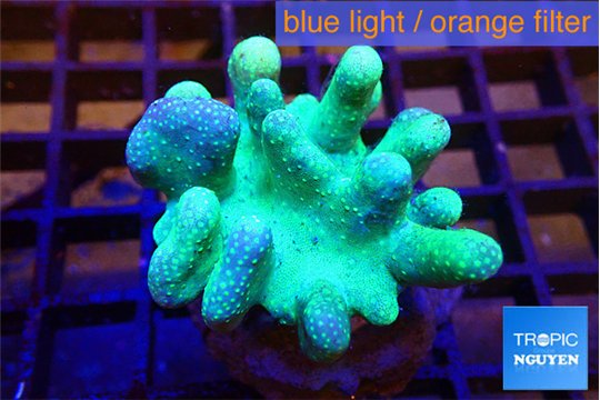 Lobophytum greeny 4-7 cm WYSIWYG acclimaté