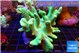 Lobophytum greeny 8-12 cm WYSIWYG acclimaté