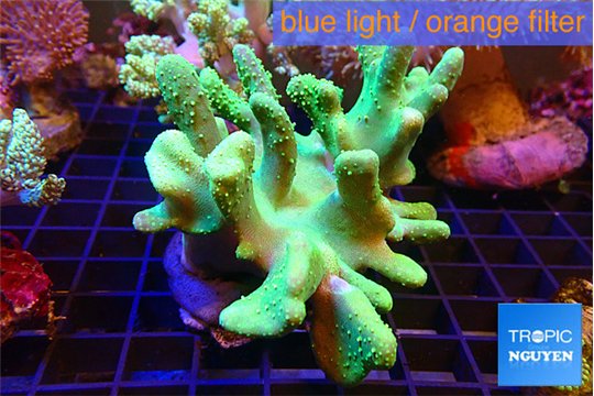 Lobophytum greeny 8-12 cm WYSIWYG acclimaté