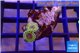 Zoanthus fijii premium 2 polyps WYSIWYG acclimaté