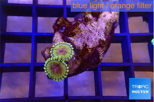 Zoanthus fijii premium 2 polyps WYSIWYG acclimaté
