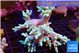 Capnella greeny 7-12 cm WYSIWYG acclimaté