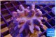 Lobophytum 8-12 cm WYSIWYG acclimaté