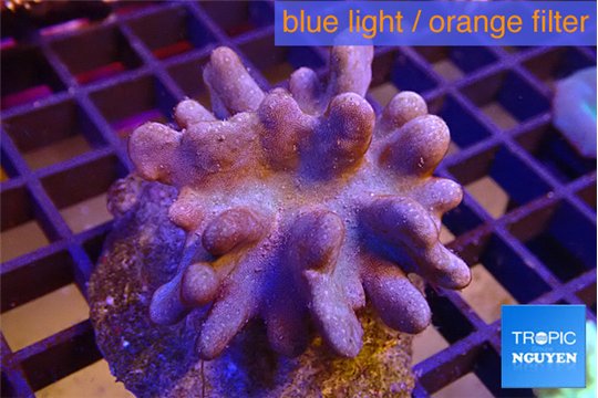 Lobophytum 8-12 cm WYSIWYG acclimaté