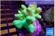 Lobophytum green 8-13 cm WYSIWYG acclimaté