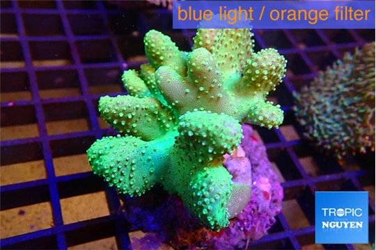 Lobophytum green 8-13 cm WYSIWYG acclimaté