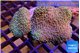 Sarcophyton multi body long white tips polyps 9-16 cm WYSIWYG acclimaté