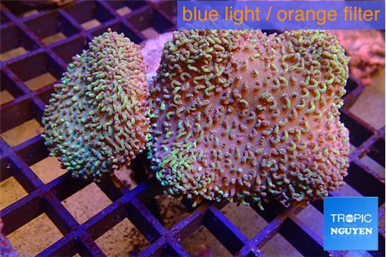 Sarcophyton multi body long white tips polyps 9-16 cm WYSIWYG acclimaté