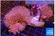 Sarcophyton multi body long white tips polyps 8-14 cm WYSIWYG acclimaté