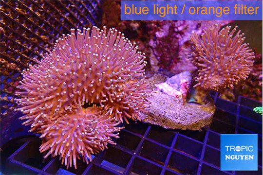 Sarcophyton multi body long white tips polyps 8-14 cm WYSIWYG acclimaté