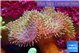 Sarcophyton greeny body & long polyps 8-15 cm WYSIWYG acclimaté