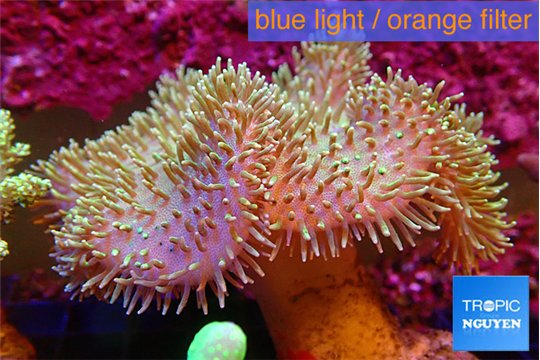 Sarcophyton greeny body & long polyps 8-15 cm WYSIWYG acclimaté