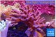 Sinularia short polyps 9-16 cm WYSIWYG acclimaté