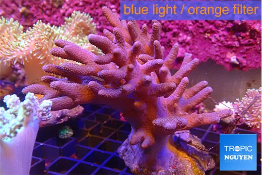 Sinularia short polyps 9-16 cm WYSIWYG acclimaté