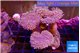 Sarcophyton multi body long white tips polyps 9-16 cm WYSIWYG acclimaté